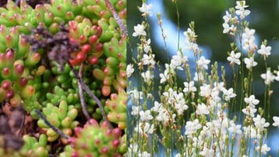 sedum et gora