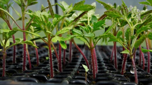 Semis de tomate