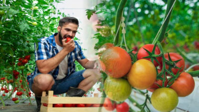 tomates potager