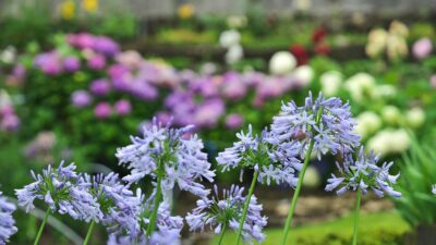Agapanthes en juin