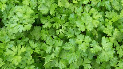 beau plant persil