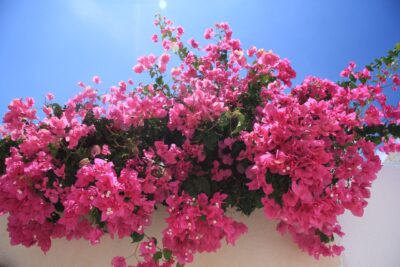 Bougainvillier