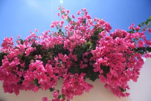Bougainvillier