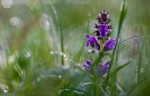 Bugle