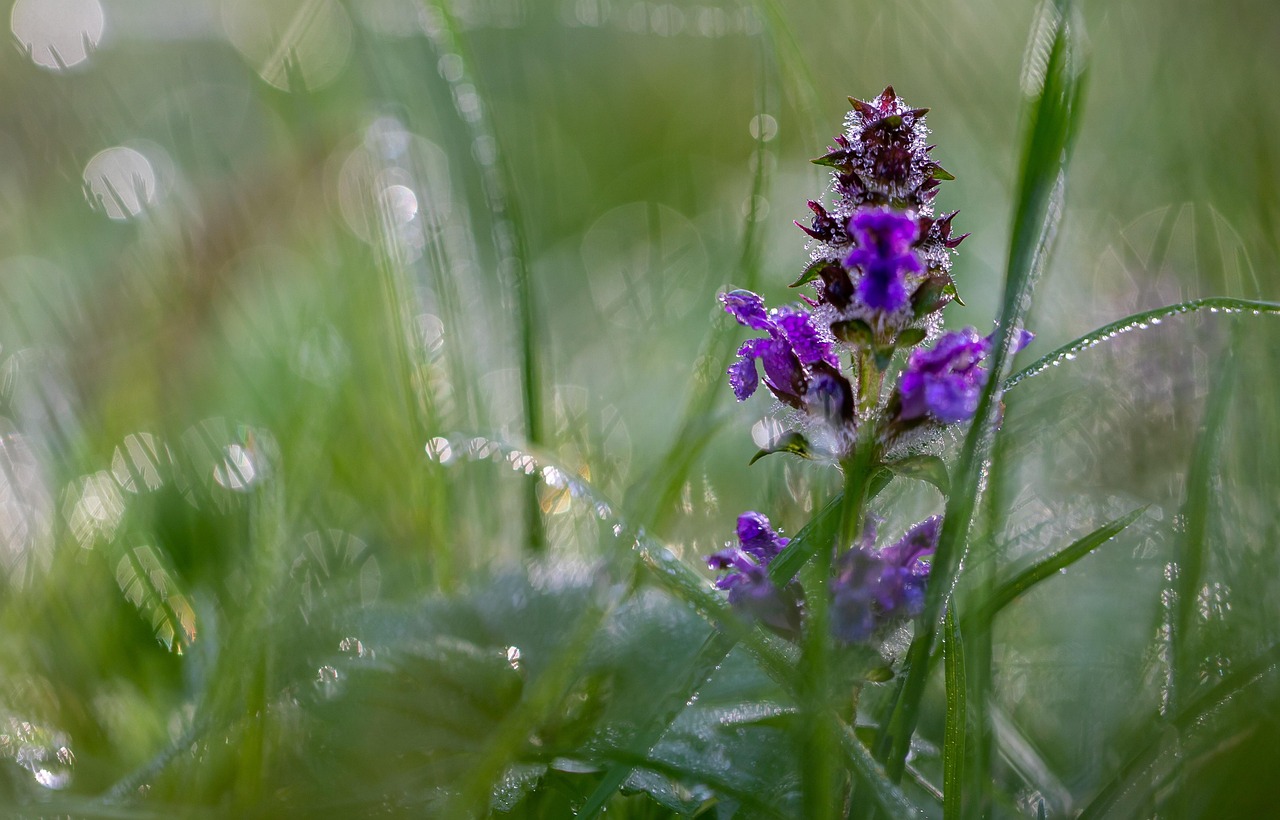 Bugle