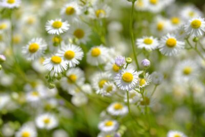Camomille matricaire