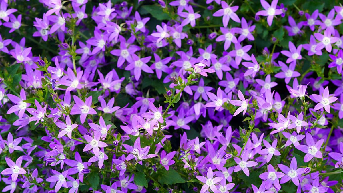 campanula