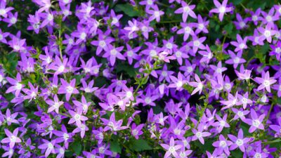 campanula