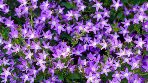 campanula