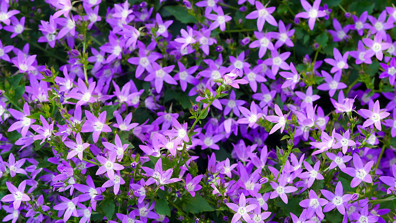 campanula