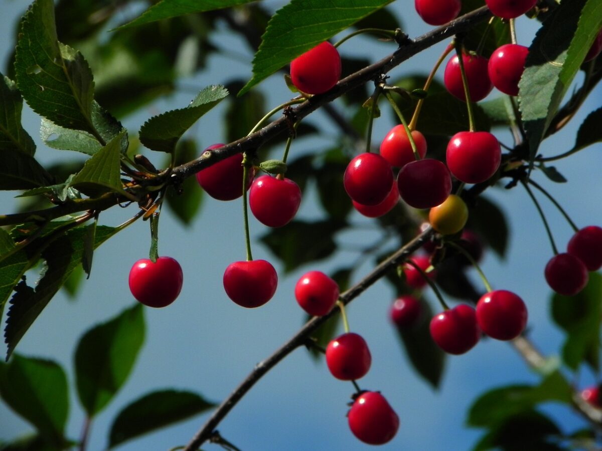 Cerises