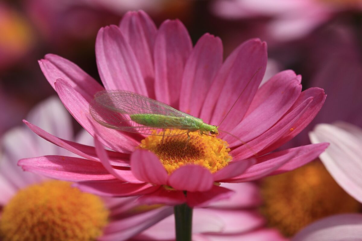 chrysope