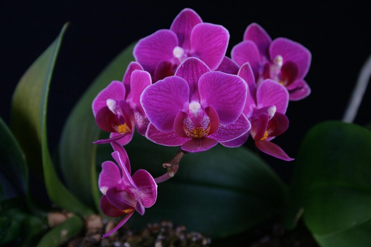 Comment faire refleurir une orchidée