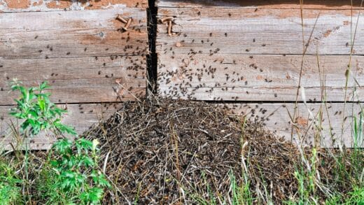 invasion fourmis