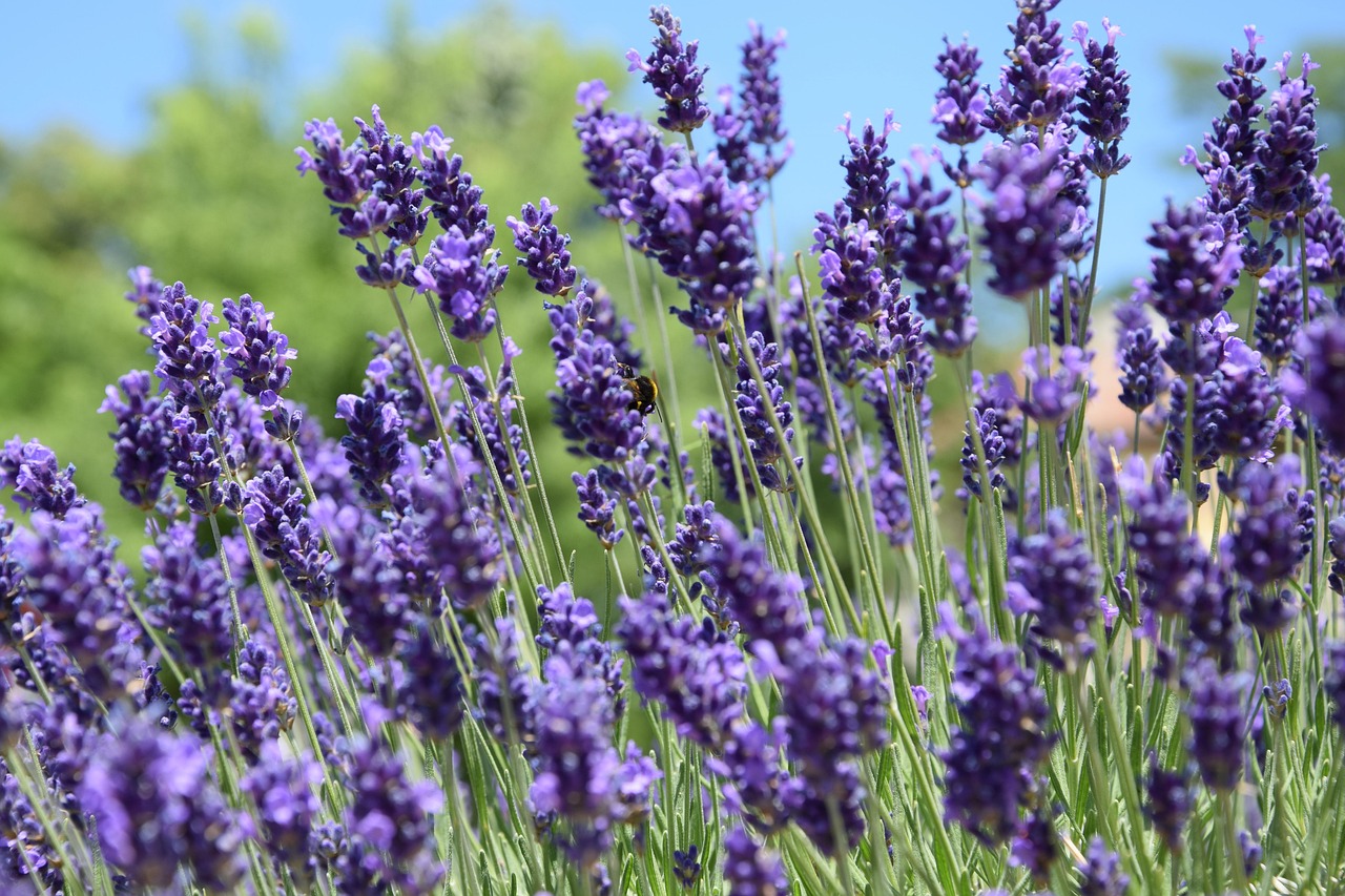 Jardin en juin