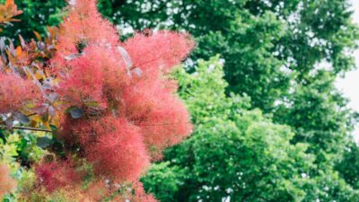 Je plante cet arbre ultra-rapide chaque été