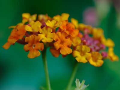 Lantana en juin