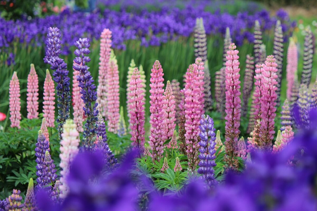 Lupin
