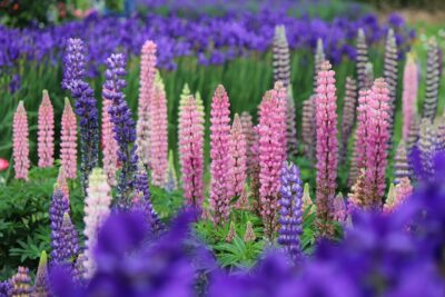 Lupin