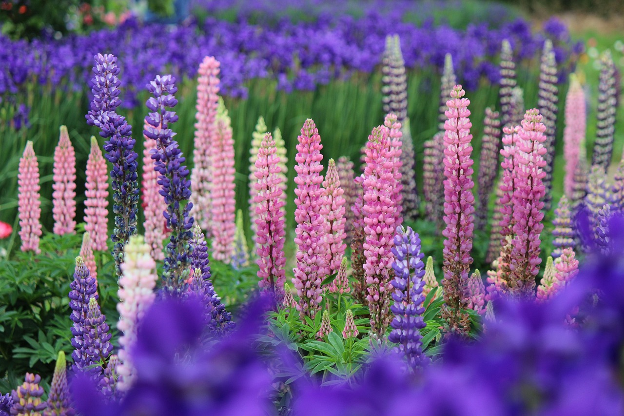 Lupin