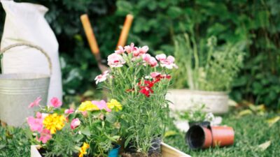 massif de fleurs potager