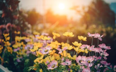 Massif fleurs soleil