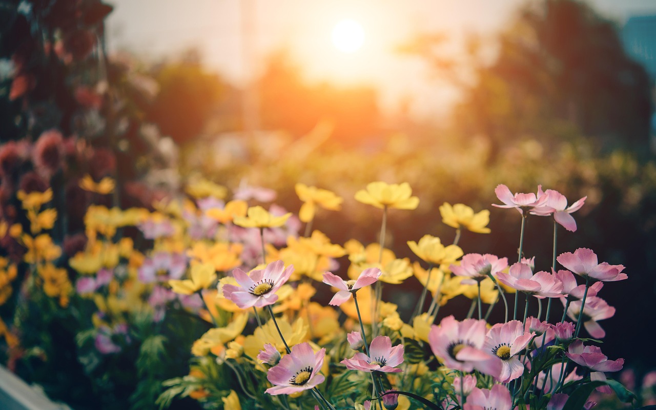Massif fleurs soleil