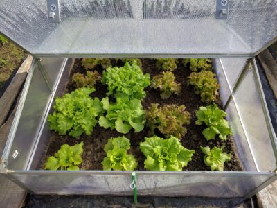 Mini serre et salade d'été