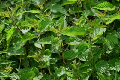 Orties et plantes sauvages comestibles