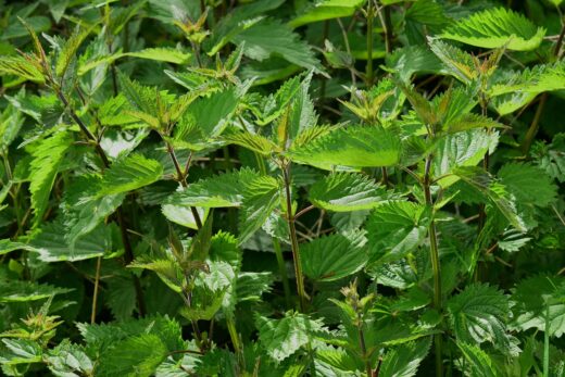 Orties et plantes sauvages comestibles