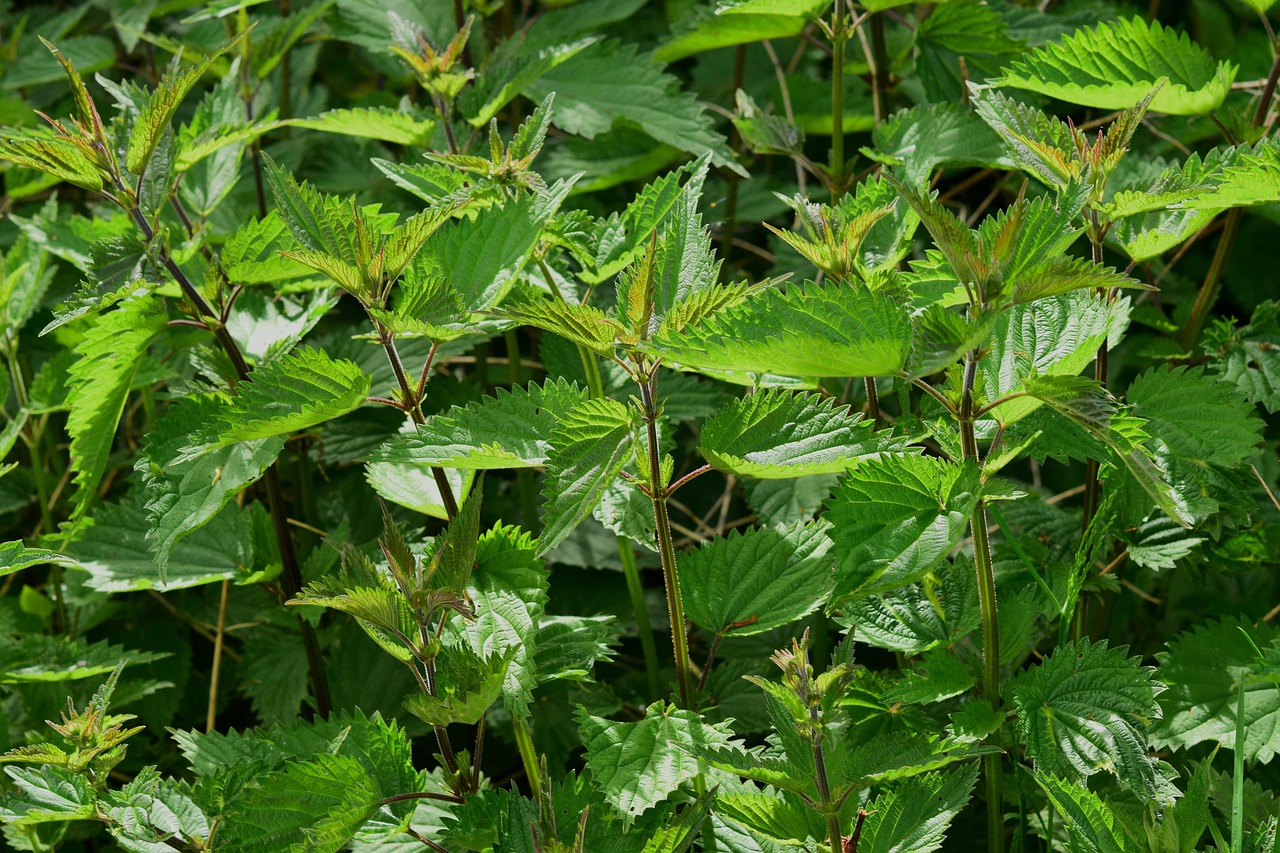 Orties et plantes sauvages comestibles