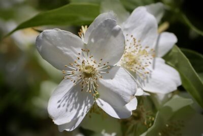 Philadelphus