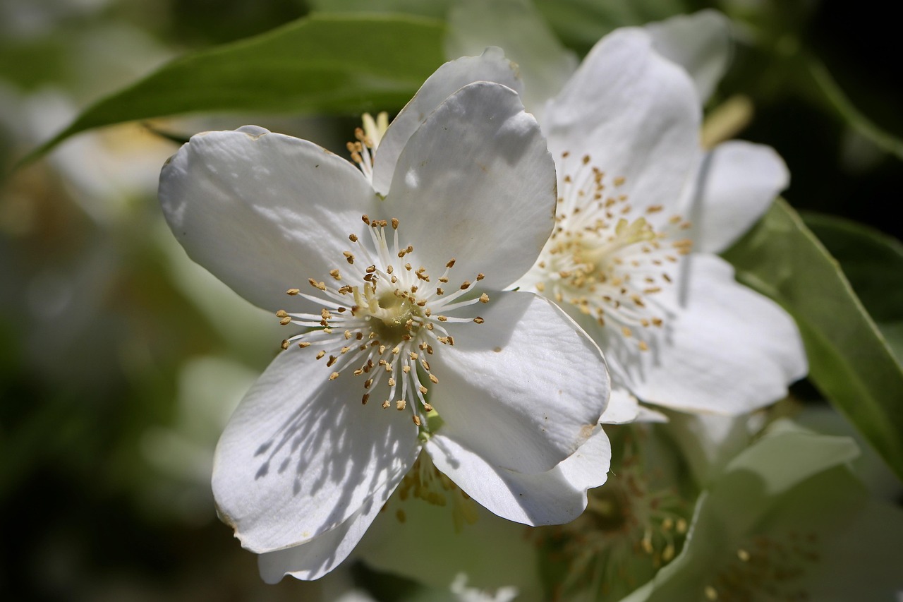 Philadelphus