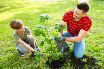 plantation-arbre