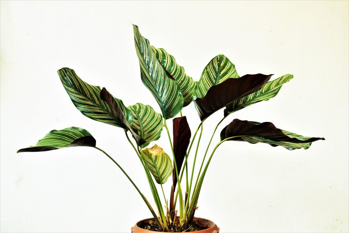 Plante d'intérieur