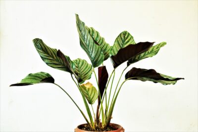 Plante d'intérieur