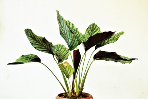 Plante d'intérieur