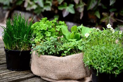 Plantes aromatiques