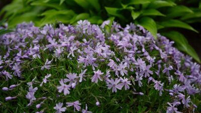plantes rampantes