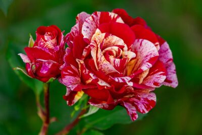 Rose éclatante