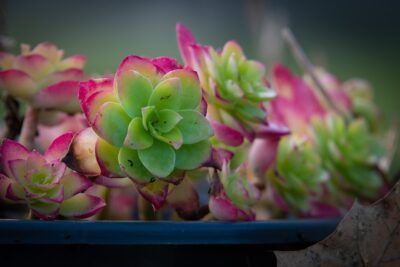 Succulentes