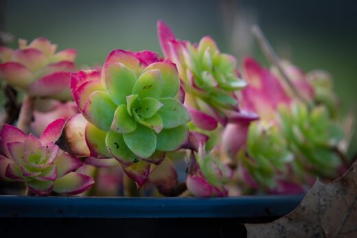 Succulentes