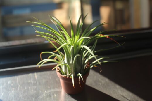 Plantes contre l'humidité dans la maison