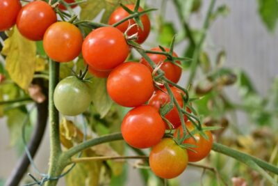 Tomate greffée