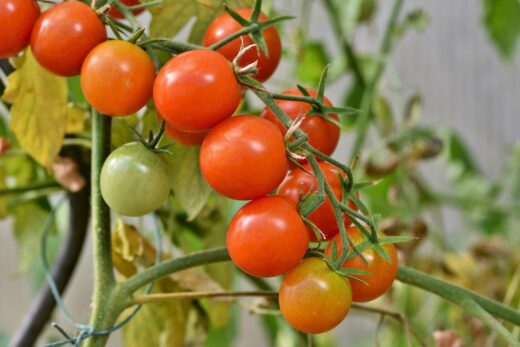 Tomate greffée