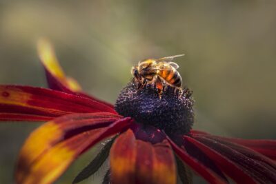Abeille en danger