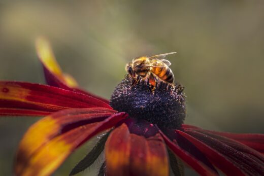 Abeille en danger