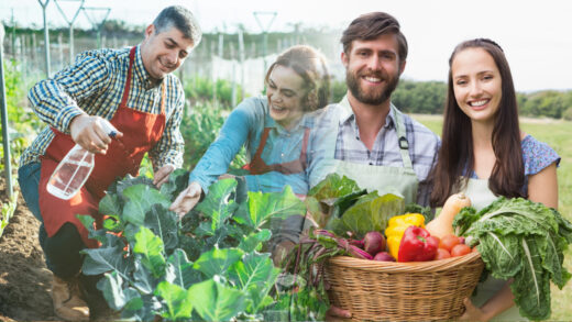 août au potager
