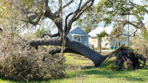arbre détruit maison