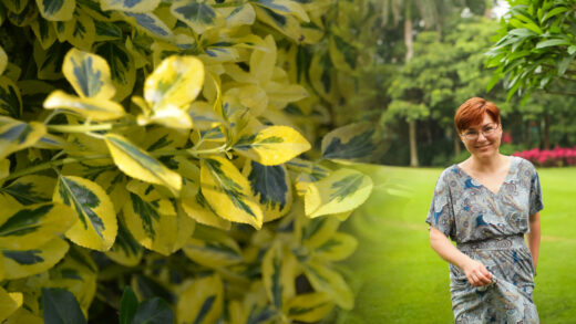 arbuste dans jardin